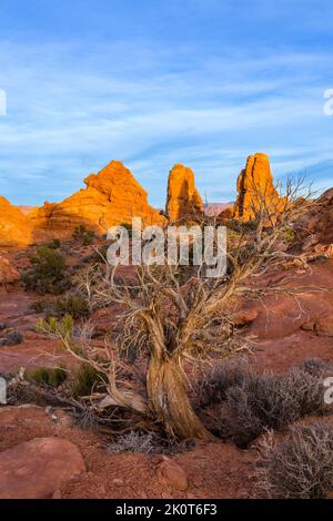 Ein toter Wacholderbaum im Arches National Park in der Nähe von Moab, Utah. Diese Bäume können 1.000 Jahre leben. Stockfoto