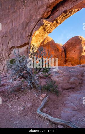 Ein Wacholderbaum, der auf dem Sandstein vor dem Nordfenster wächst, ein Sandsteinbogen im Arches National Park, Moab, Utah. Weil der Boden so sh ist Stockfoto