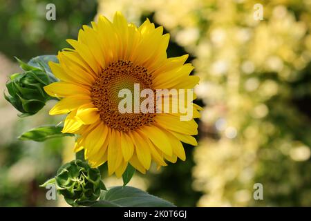 Nahaufnahme einer helianthus annuus Blume vor einem natürlichen verschwommenen Hintergrund Stockfoto