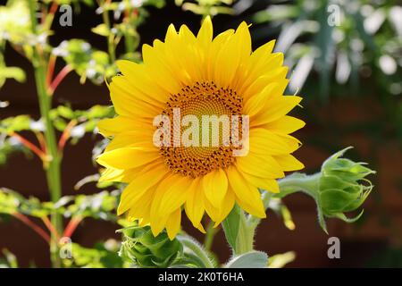 Eine schöne große helianthus annuus Blume vor einem verschwommenen Hintergrund Stockfoto