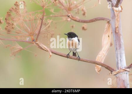 Ein europäischer Steinechat (Saxicola rubicola) auf einem Ast Stockfoto