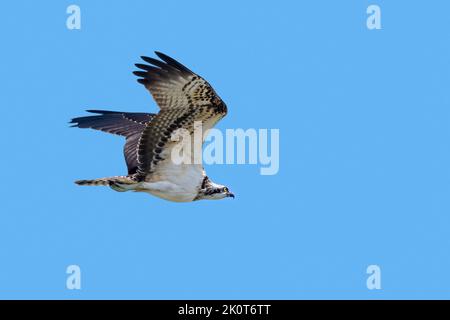 Westlicher Fischadler (Pandion haliaetus) fliegt gegen den blauen Himmel Stockfoto