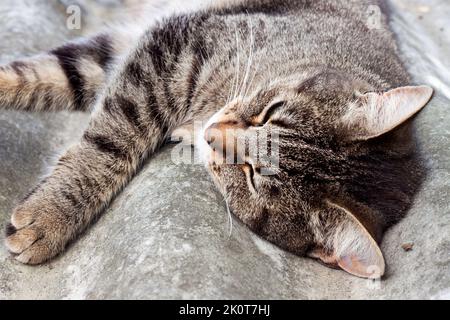 Tabby Katze liegt auf einem Schieferdach und ruht Stockfoto