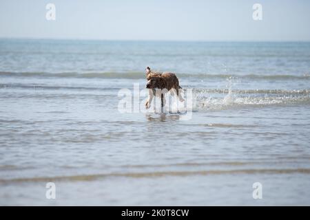 Golden Cocker Spaniel läuft bei Ebbe am Strand entlang und sieht glücklich aus Stockfoto