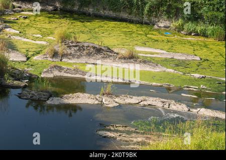 Grünalgen wachsen in Pools alonmg der Fluss Teifi während Dürre niedrigen Fließbedingungen 27. August 2022 Stockfoto