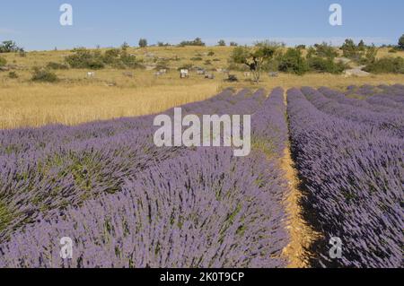 Lavendel (Lavandula sp) Blumenfeld bereit zur Ernte - Sault Area - Provence - Vaucluse - Frankreich Stockfoto