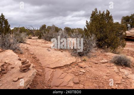 Der West Rim Trail führt über Slickrock und durch Wacholderbäume, während er an einer Kairon vorbeischlängelt. Dead Horse Point State Park, Utah Stockfoto