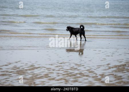 Schwarzer Labrador, der an einem sonnigen Tag im Meer spielt Stockfoto
