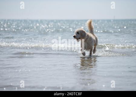 White Labradoodle, Pudel Kreuzung, Spaß im Meer bei Ebbe im Sommer Stockfoto