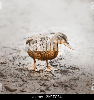 Auf dem feuchten Flussschlamm steht eine niedliche braune, wilde, schöne Ente. Vögel in freier Wildbahn. Stockfoto