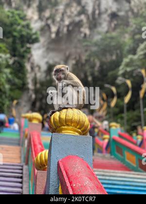 Eine vertikale Aufnahme eines Krabbenfressenden Makaken, der auf dem Handlauf sitzt, Macaca fascicularis. Stockfoto