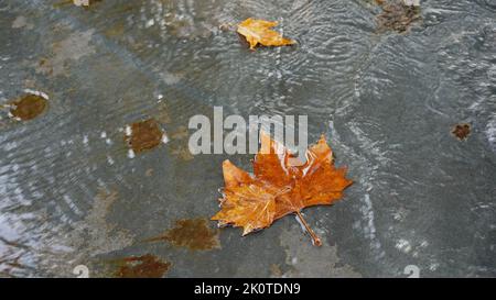 Blätter liegen an einem regnerischen Herbsttag auf einem Pflaster. Stockfoto