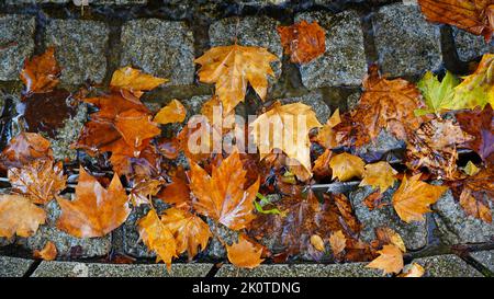 An einem regnerischen Herbsttag in Deutschland liegen Blätter auf einem Pflastersteinpflaster. Stockfoto