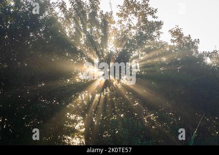 Die Sonne scheint durch die Blätter eines Baumes, wodurch ein schönes divergentes Muster entsteht Stockfoto