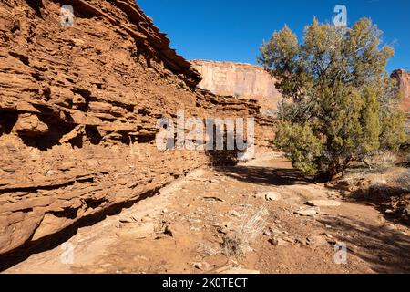 Ein großer Wacholderbaum, der am Ufer des Murphy Wash. Canyonlands National Park, Utah, wächst Stockfoto