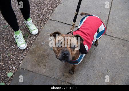 Windsor, Großbritannien. 13.. September 2022. Ein Hund, der einen Union Jack Mantel trägt, kommt mit seinen Besitzern, um sich die Blumen anzusehen. Auf dem langen Spaziergang in Windsor heute am Cambridge Gate of Windsor Castle wurden wunderschöne Blumengebete in Erinnerung an Ihre Majestät, die Königin, zurückgelassen. Quelle: Maureen McLean/Alamy Live News Stockfoto