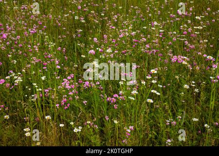 Trockene Wiesenwildblumen bestehend aus Daisy Fleabane, Ox-Eye Daisy und Crown Vetch im Nordosten von Pennsylvania Stockfoto