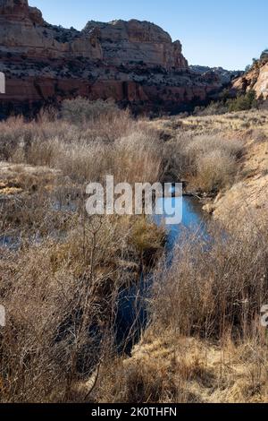 Beaver Ponds verlangsamen das Wasser von Calf Creek unterhalb des Lower Calf Creek Falls Trail. Grand Staircase-Escalante National Monument, Utah Stockfoto