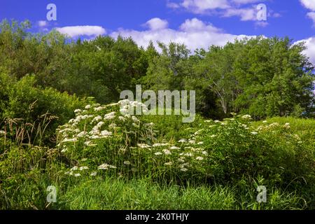 Schwarze oder gemeine Holunderbeere blüht im Varden Conservation Area in Wayne County, Pennsylvania Stockfoto