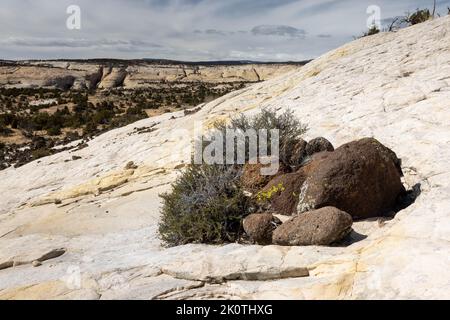 Lavagesteine gruppierten sich auf dem Navajo-Sandstein-Slickrock entlang des Upper Calf Creek Falls Trail. Grand Staircase-Escalante National Monument, U Stockfoto