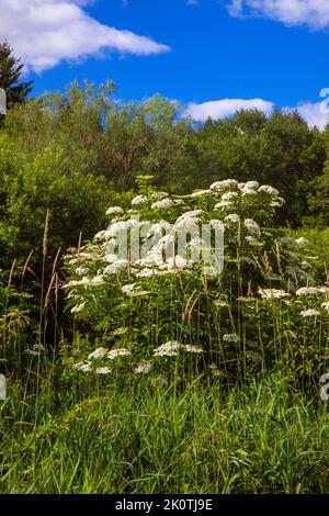 Schwarze oder gemeine Holunderbeere blüht im Varden Conservation Area in Wayne County, Pennsylvania Stockfoto