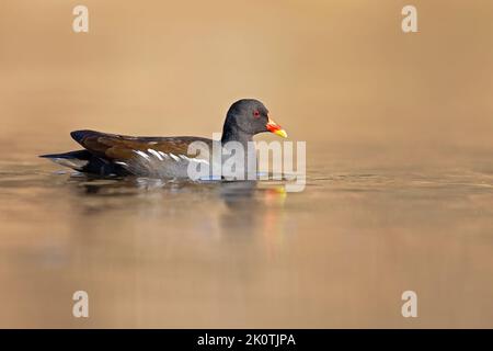 Eine gemeine Moorenne (Gallinula chloropus), die in einem Teich in der Stadt schwimmend ist. Stockfoto