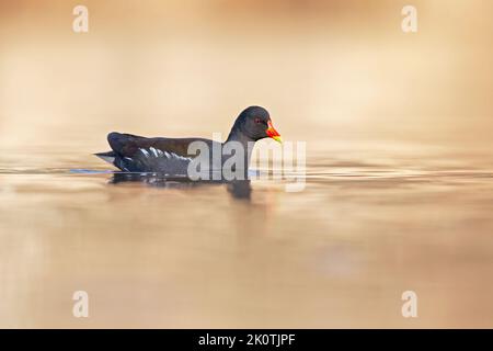 Eine gemeine Moorenne (Gallinula chloropus), die in einem Teich in der Stadt schwimmend ist. Stockfoto