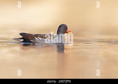 Eine gemeine Moorenne (Gallinula chloropus), die in einem Teich in der Stadt schwimmend ist. Stockfoto