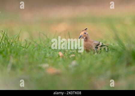 Ein Eurasischer Wiedehopf (Upupa epops), der tagsüber auf dem Boden auf Nahrungssuche ist. Stockfoto