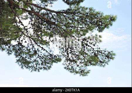 Kiefern auf aleppo Kiefern Äste gegen blauen Himmel. Stockfoto