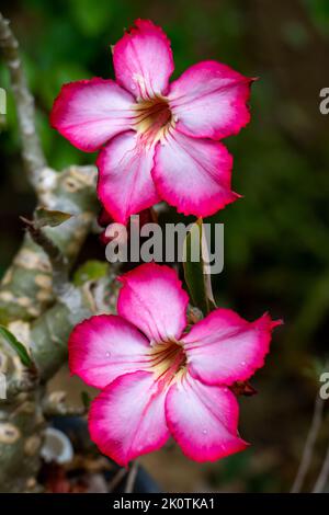 Die Wüstenrose (Adenium obesum) ist eine langsam wachsende Pflanze, die nur etwa 12 cm pro Jahr wächst. Stockfoto