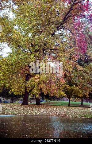 Schiller Park im Herbst Farben, Deutsche Dorf Nachbarschaft, Columbus, Ohio, USA Stockfoto