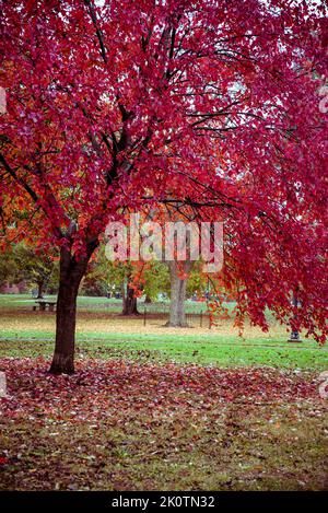 Schiller Park im Herbst Farben, Deutsche Dorf Nachbarschaft, Columbus, Ohio, USA Stockfoto