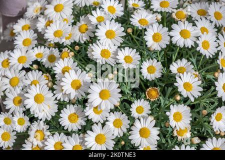 Daisy, bellis perennis, weiße Blume mit gelbem Zentrum bei Holland, Holland Field. Gemeine Gänseblümchen ist eine mehrjährige krautige Pflanze. Vollständiger Hintergrund t Stockfoto