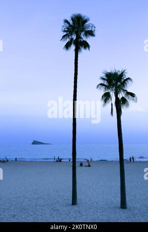Benidorm, Alicante, Spanien - 11. September 2022: Poniente Strand mit seinen wunderschönen kalifornischen Palmen. L'illa Insel im Hintergrund Stockfoto