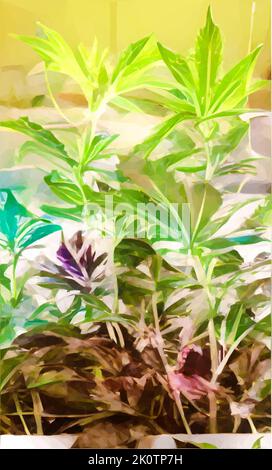 Illustration einer Cannabisplantage. 2 Pflanzen stehen im Vordergrund. Vektor im Low-Poly-Stil. Stock Vektor