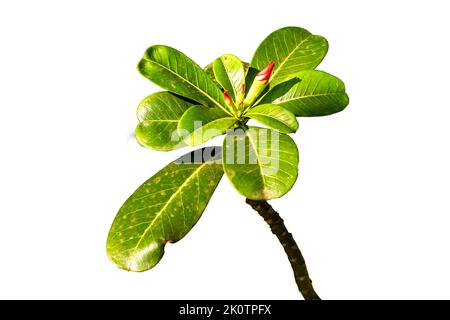 Die Blütenstiele und Blätter der adenium-Pflanze, die blühende Knospen haben und rot, isoliert auf weißem Hintergrund sind Stockfoto