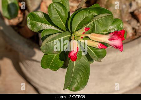 Nahaufnahme von Blütenstielen und Blättern von adenium-Pflanzen, die blühende Blütenknospen haben und rot sind, gepflegt in Töpfen als Gartendekoration Stockfoto