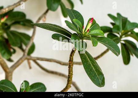 Nahaufnahme von Blütenstielen und Blättern von adenium-Pflanzen, die blühende Blütenknospen haben und rot sind, gepflegt in Töpfen als Gartendekoration Stockfoto