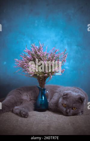 Eine graue Katze liegt auf einem Tisch in der Nähe einer Vase mit Heidekraut auf blauem Hintergrund Stockfoto