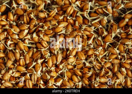 Makrobiotische Nahrung aus Sprossen für vegetarische Gerichte. Gesunde Ernährung und vegetarisches Essen. Roher Buchweizen, Superfood. Speicherplatz kopieren. Eiweißreich Stockfoto