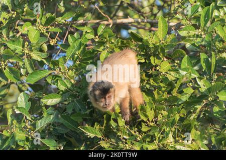 Schwarzer Brüllaffe oder schwarz-goldener Brüllaffe, Alouatta caraya, alleinstehend im Baum sitzend, Pantanal, Brasilien Stockfoto