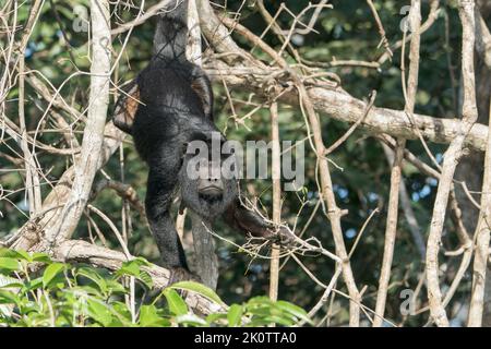 Schwarzer Brüllaffe oder schwarz-goldener Brüllaffe, Alouatta caraya, alleinstehend im Baum sitzender Rüde, Pantanal, Brasilien Stockfoto