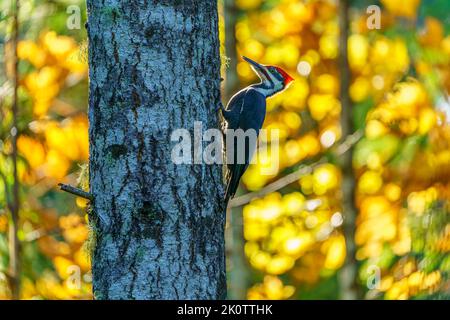 Ein Pileated Woodpecker (Dryocopus pileatus) auf einem Baumstamm in einem Herbstwald Stockfoto