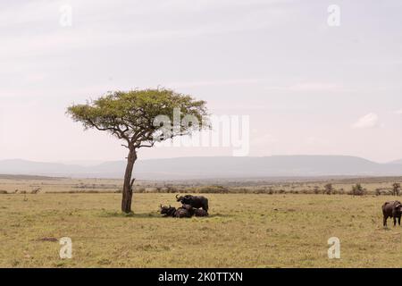 Kenia, Naibosho, 2022-02-15. Büffel grasen auf einer Ebene. Foto von Alexander BEE / Hans Lucas. Stockfoto