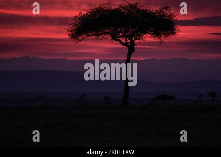 Kenia, Naibosho, 2022-02-15. Die Sonne geht über dem Niabosho-Nationalpark auf. Foto von Alexander BEE / Hans Lucas. Stockfoto