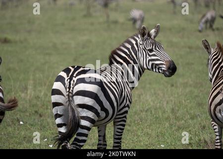 Kenia, Naibosho, 2022-02-15. Zebra grast auf einer Ebene. Foto von Alexander BEE / Hans Lucas. Stockfoto