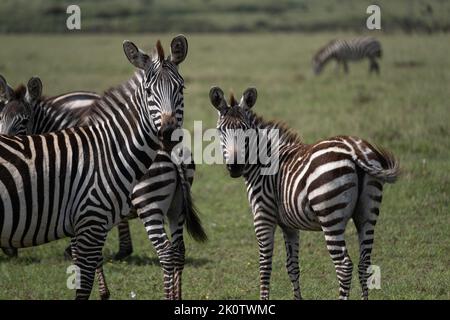 Kenia, Naibosho, 2022-02-15. Zebra grast auf einer Ebene. Foto von Alexander BEE / Hans Lucas. Stockfoto