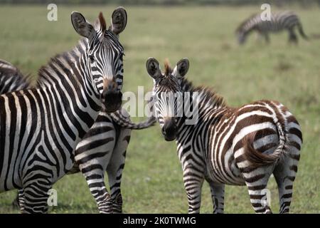 Kenia, Naibosho, 2022-02-15. Zebra grast auf einer Ebene. Foto von Alexander BEE / Hans Lucas. Stockfoto