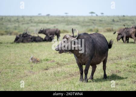 Kenia, Naibosho, 2022-02-15. Büffel grasen auf einer Ebene. Foto von Alexander BEE / Hans Lucas. Stockfoto